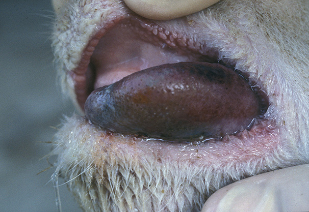 makiandampars - blue tongue disease
