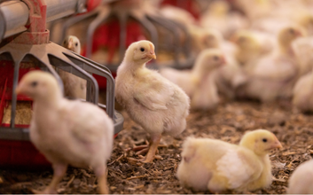makiandampars - coccidiosis in poultry