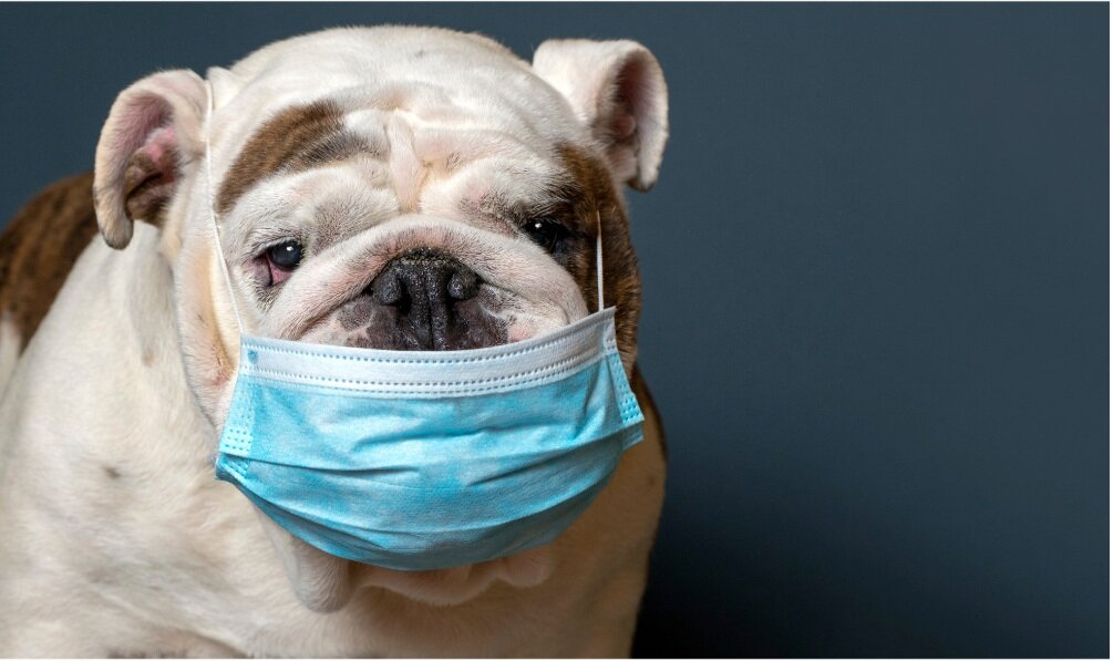 makiandampars - kennel cough in dogs, all you need to know