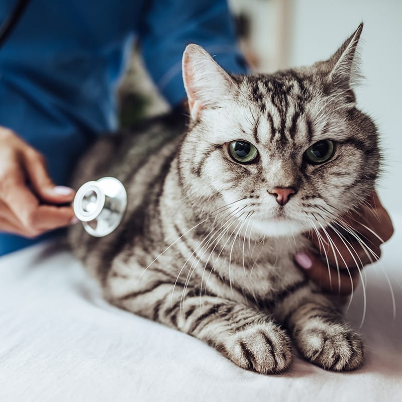 makiandampars - renal failure in cats and solution