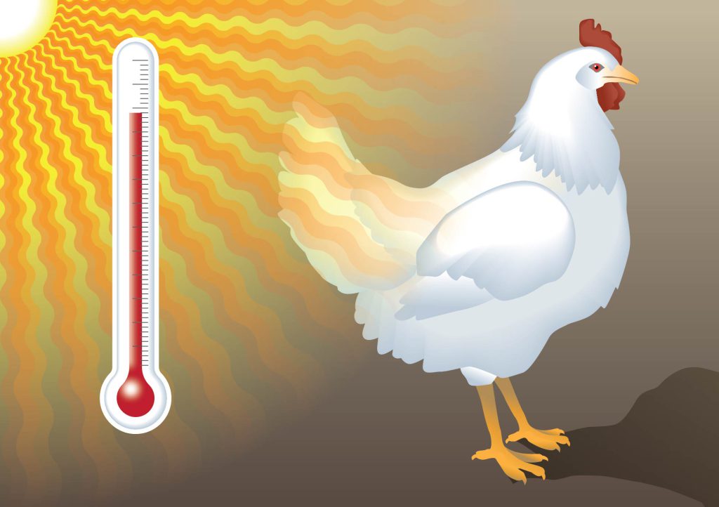 makiandampars - heat stress in poultry, contol and management