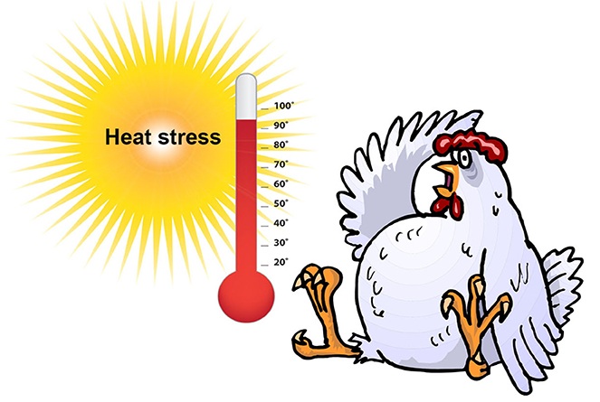 makiandampars - heat stress in poultry