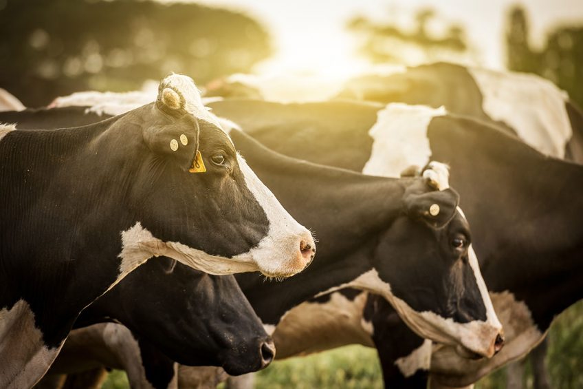 makiandampars - probiotics in cattle 