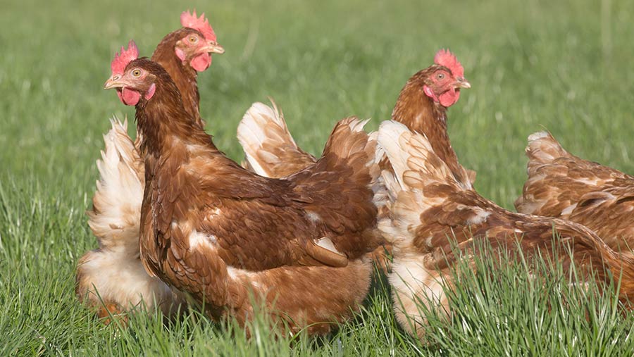 makiandampars - liver health in poultry