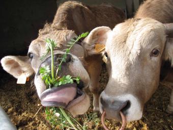 makiandampars - cattle nutrition
