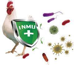 makiandampars - immunity in chicken