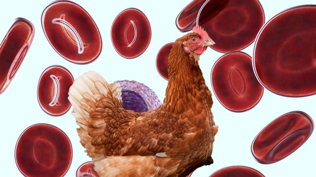 makiandampars - poultry immune system