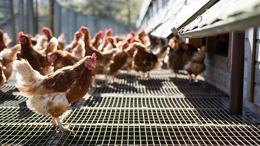 makiandampars - avian influenza in poultry