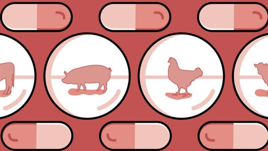 makiandampars - regulations on using antibiotics in farm animals