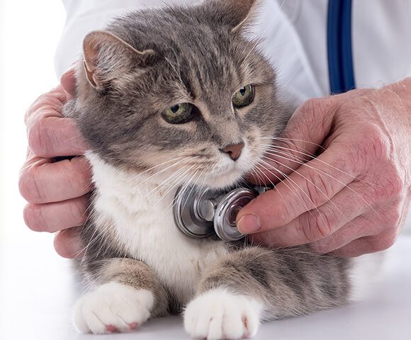 makiandampars - chronic bronchitis in cats