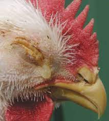 makiandampars - poultry respiratory diseases