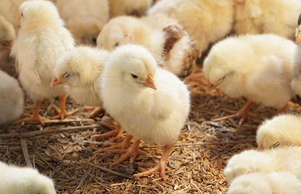 makiandampars - respiratory system enhancement in poultry, properties of a good medicine