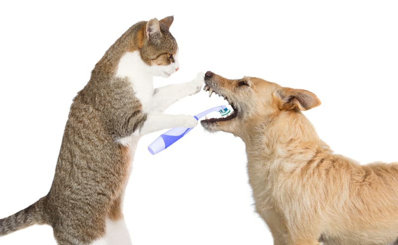 makiandampars - dental disease in cats and dogs