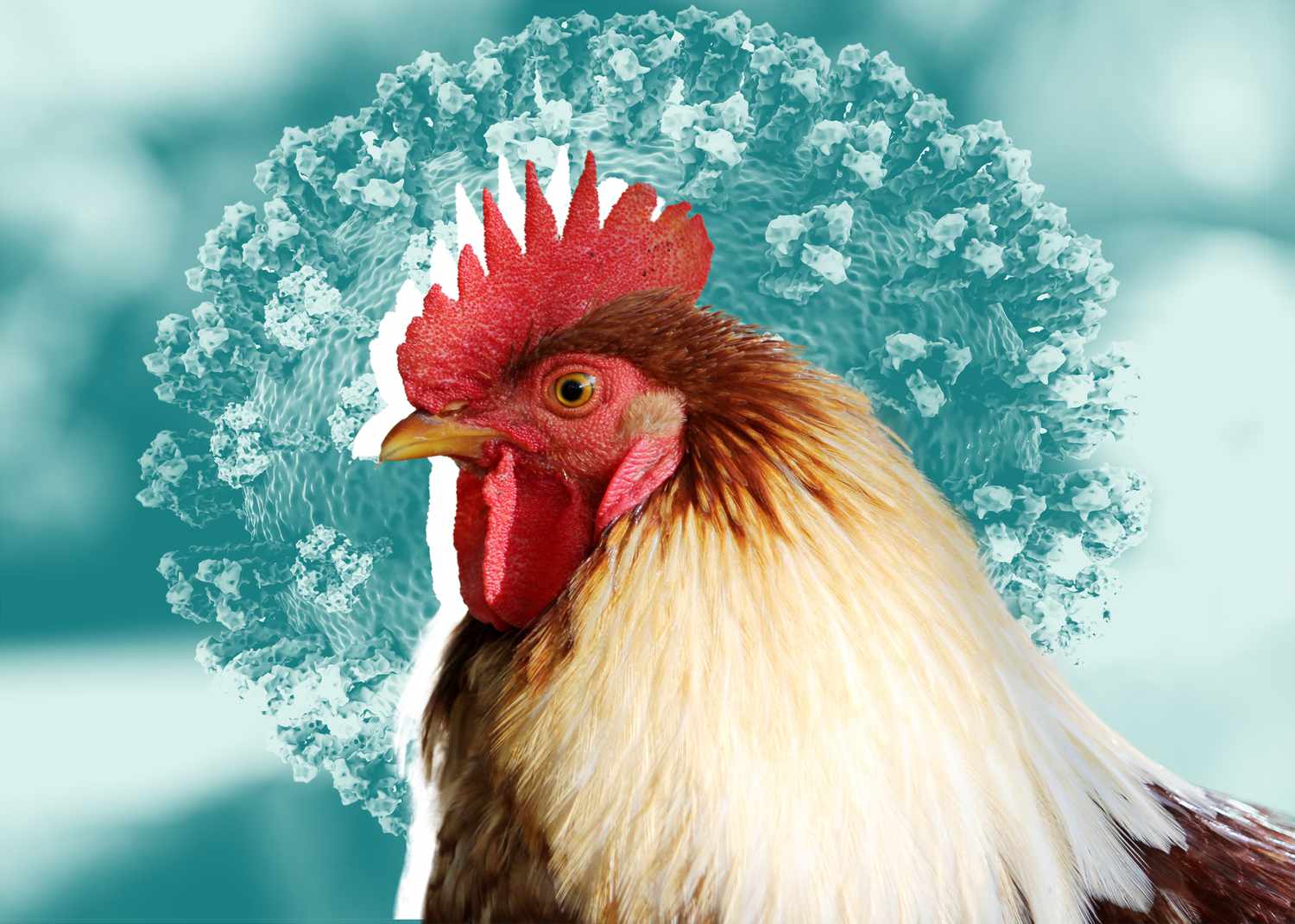 makiandampars - avian influenza vaccination