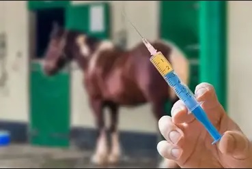makiandampars - antibiotics side effects in horses