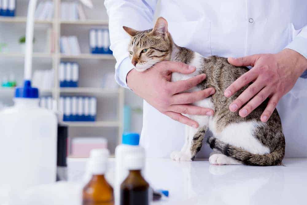 makiandampars - consequences of long term antibiotic therapy in pets