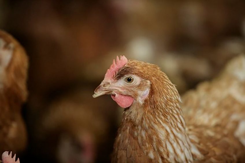 makiandampars - microbial contamination of poultry feed
