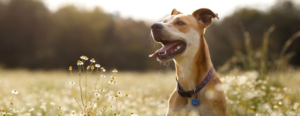 makiandampars - types of allergy in dogs