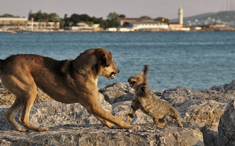 makiandampars - aggressive behavior in cats and dogs