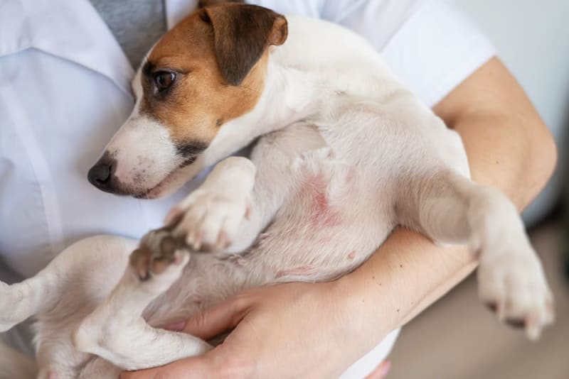 makiandampars - allergy in dogs