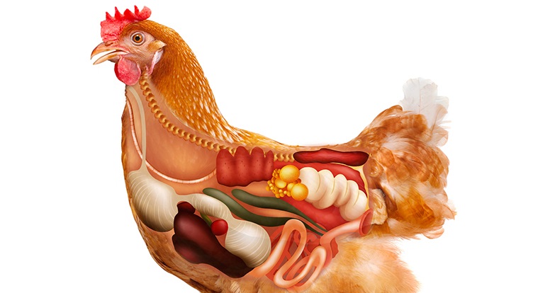 makiandampars - poultry gut health