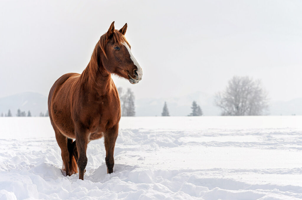 makiandampars - horses in winter 