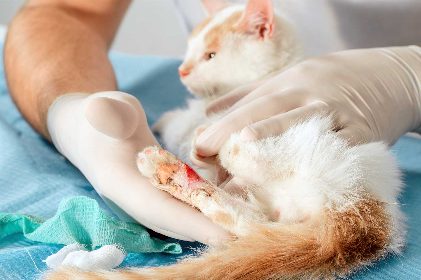 makiandampars - wound management in cats