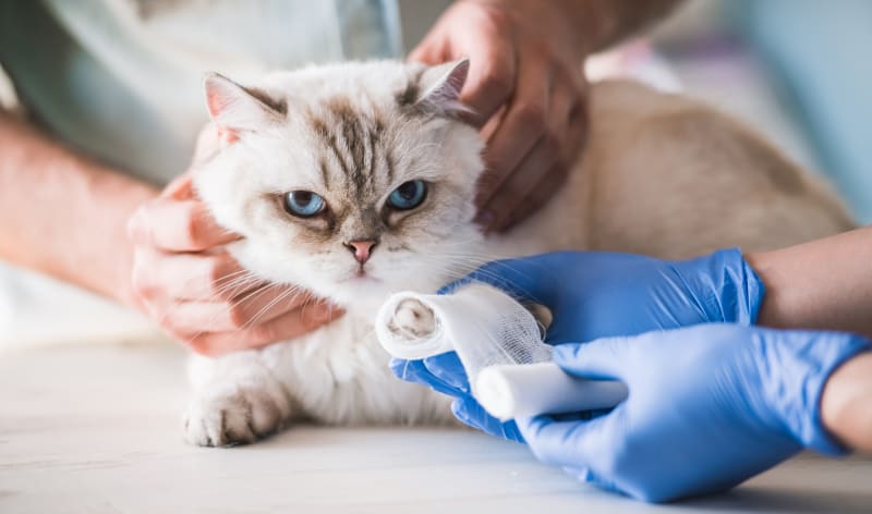 makiandampars - wound management in cats and dogs
