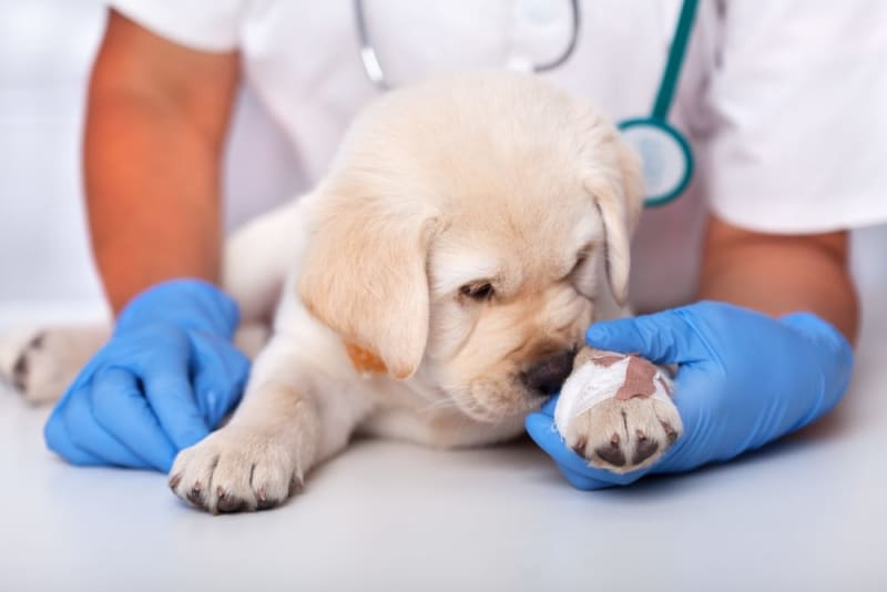 makiandampars - wound management in dogs