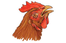 makiandampars - respiratory signs in poultry