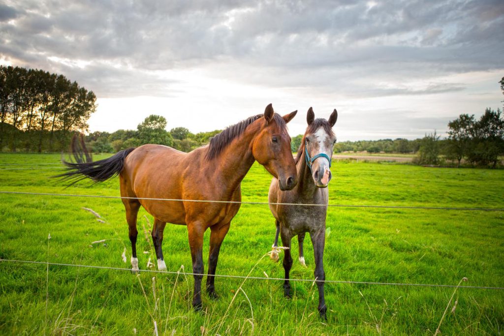 makiandampars - diarrhea in horses causes and treatment