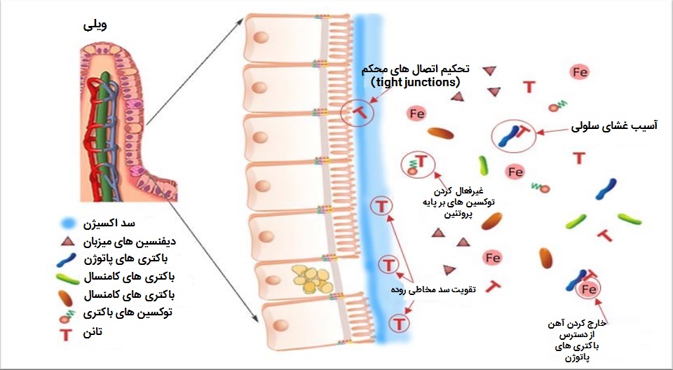 makiandampars - antibacterial mechanisms of tannins