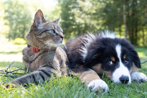 makiandampars - urea and creatinine in cats and dogs