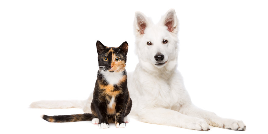 makiandampars - effects of stress on immune system in cats and dogs