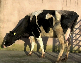 makiandampars - pyelonephritis in cow
