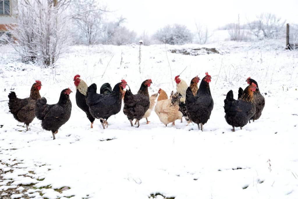 makiandampars - protecting poultry during winter