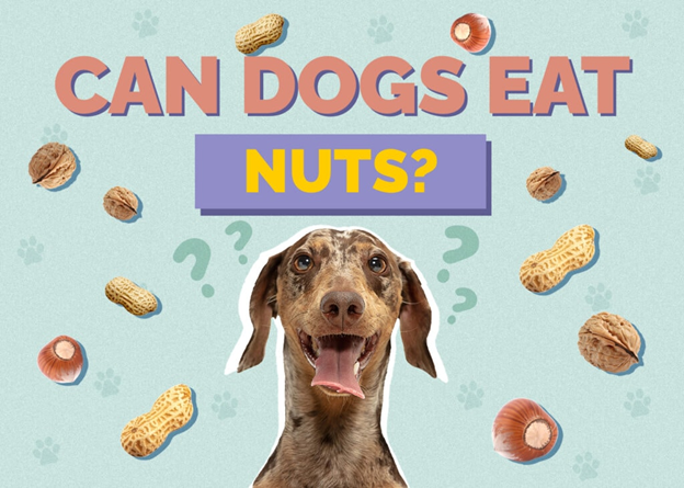 makiandampars - can dogs eat nuts
