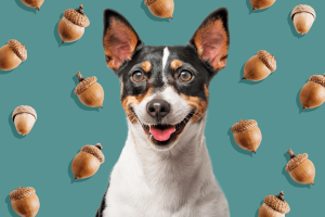 makiandampars - dogs and nuts