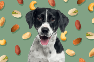 makiandampars - effects of nuts on dogs
