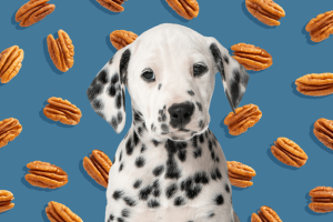 makiandampars - poisoning with nuts in dogs