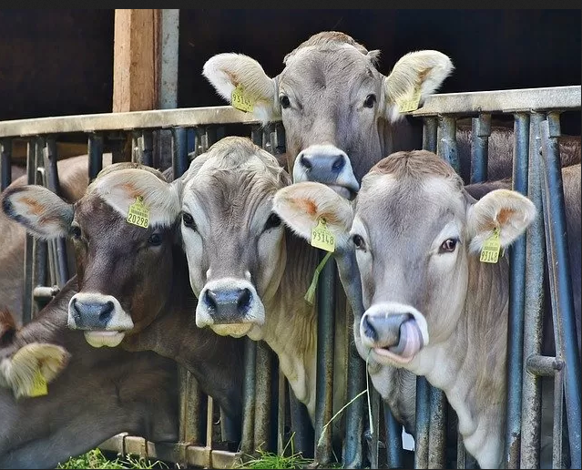 makiandampars - pyelonephritis in cattle