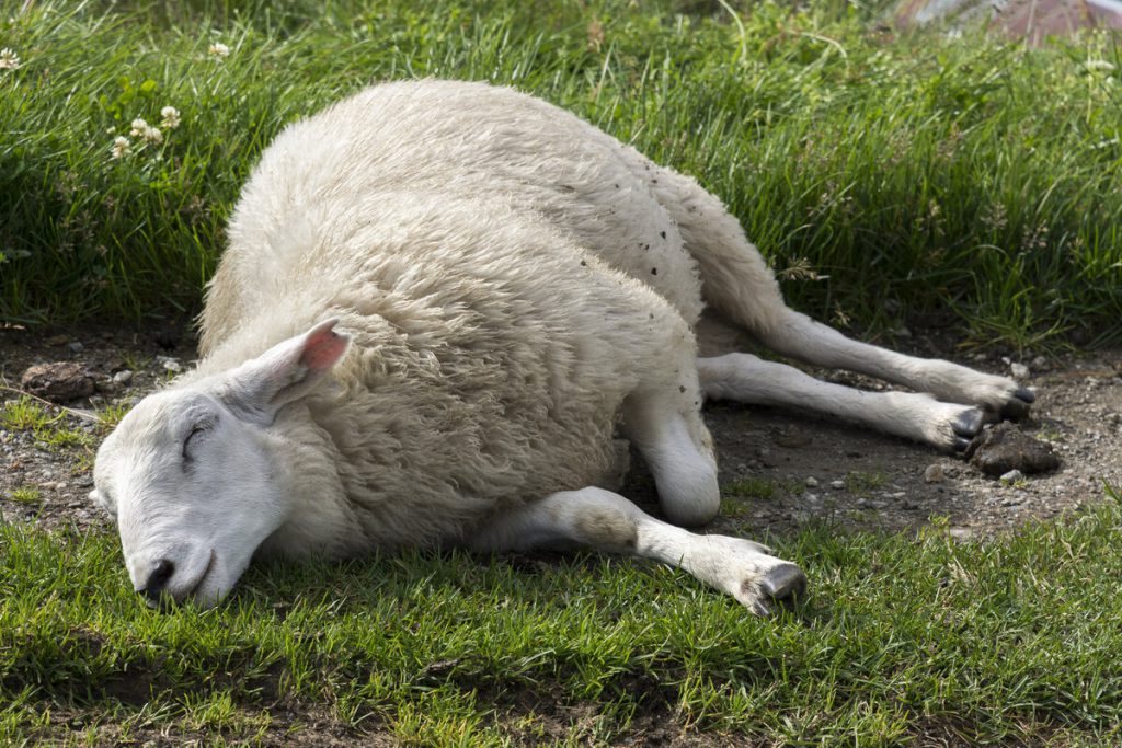 این تصویر مرگ ناگهانی گوسفند می باشد