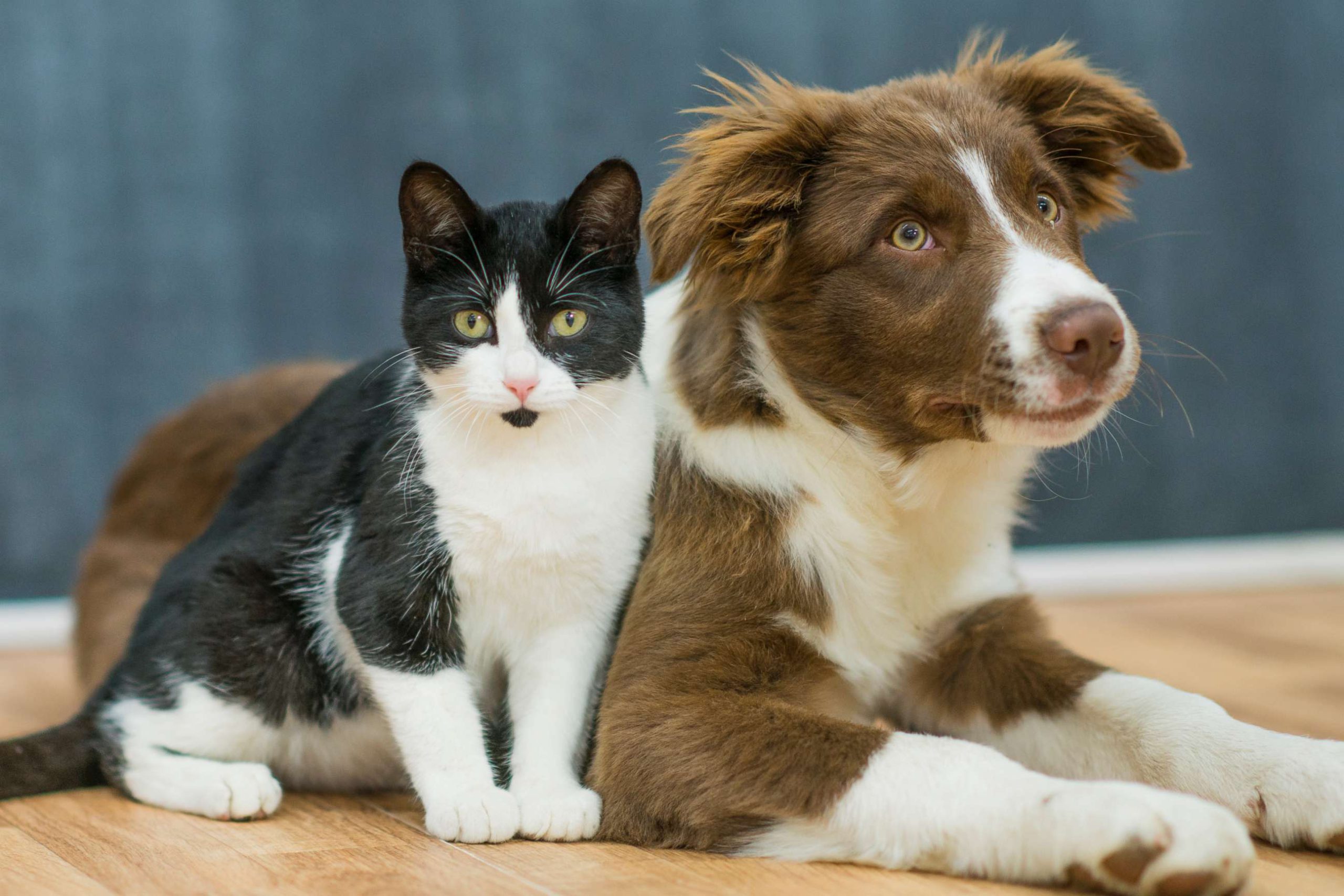 تصویر تاثیر داروی ایمونوپروپوفیت بر تقویت سیستم ایمنی سگ و گربه