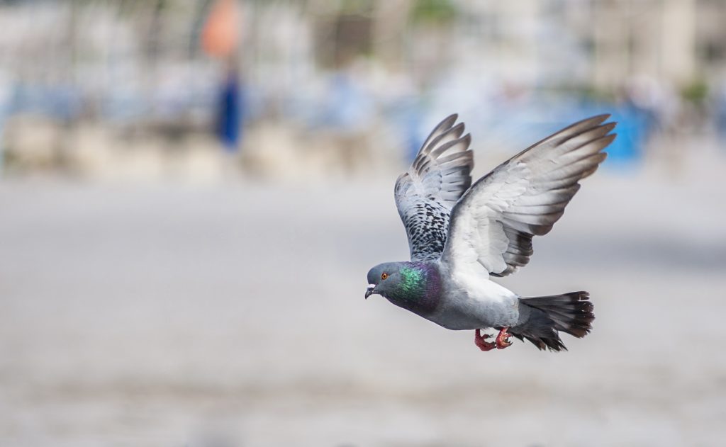 تصویر علت مدفوع آبکی در کبوتر