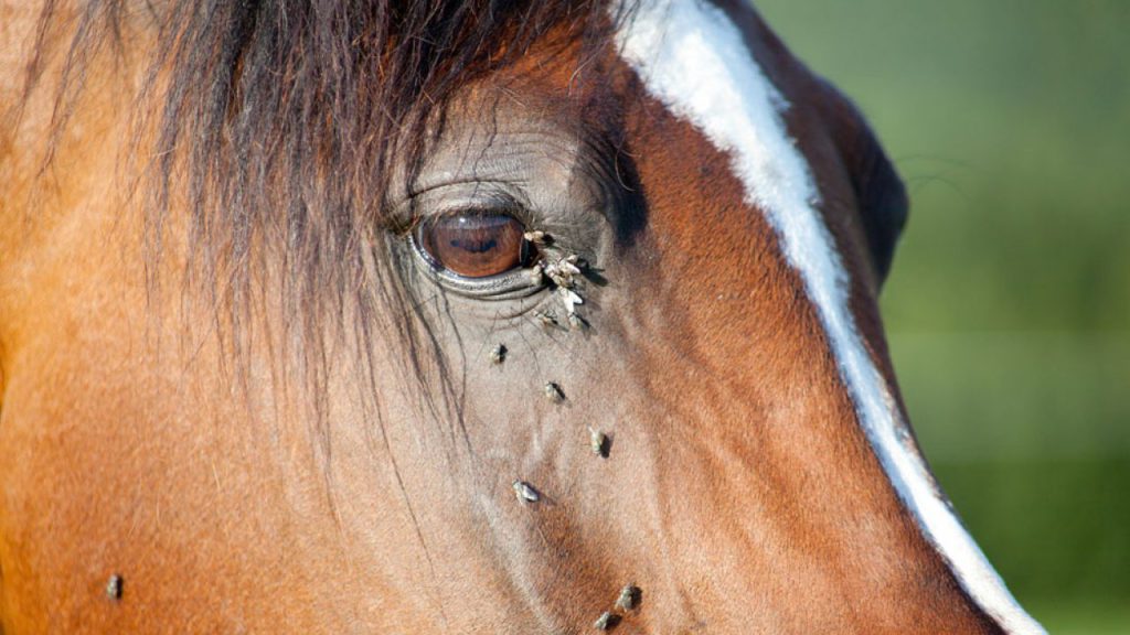 تصویر درمان خارش شدید نیش حشرات در اسب