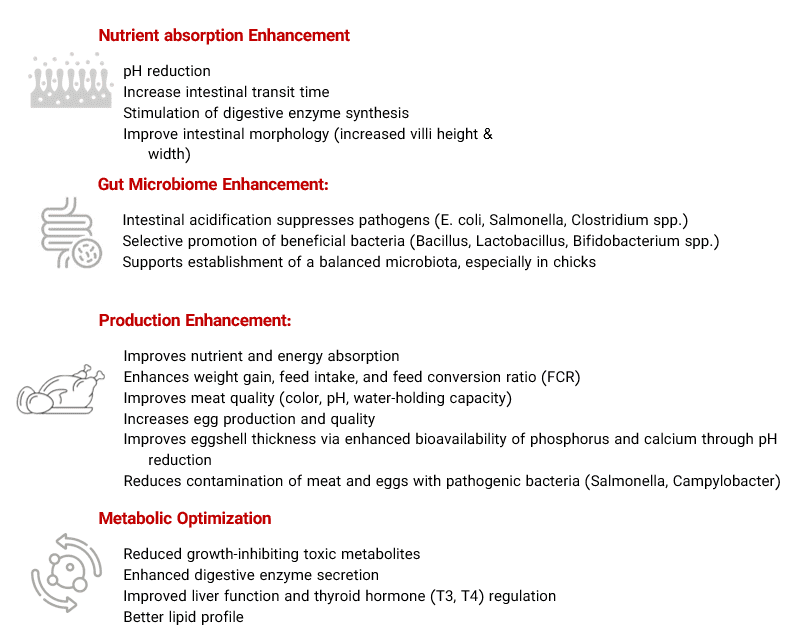 VinAcid - Herbal Acidifier for Poultry