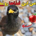دشمن مرغ مینا; معرفی شکارچیان و غذا های مضر