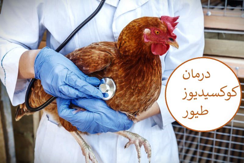 تصویر درمان کوکسیدیوز; بررسی علائم، دارو ها و روش های درمان طیور