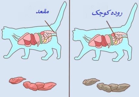 تصویر خون در مدوفوع گربه; از علت تا درمان