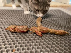 تصویر خون در مدوفوع گربه; از علت تا درمان